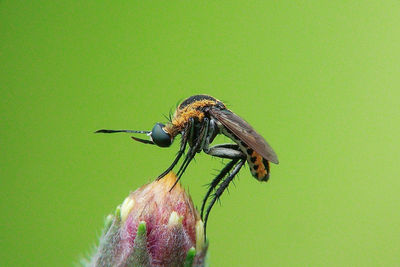 Close-up of insect on flower