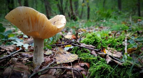 Close-up of mushroom