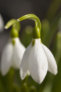 Close-up of white flowering plant