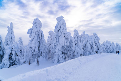 Snow covered trees against sky