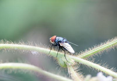 Close-up of fly on leaf