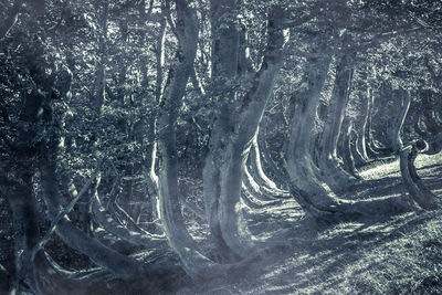 Bare trees in forest during winter