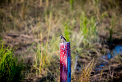 Close-up of bird perching on wood