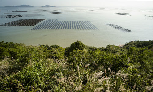 Floating seaweed farms 