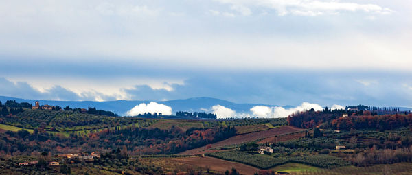 Tuscany hills rural countryside landscape, cypress passages and vineyards. wheat, olives cultivation