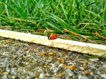 High angle view of ladybug on field