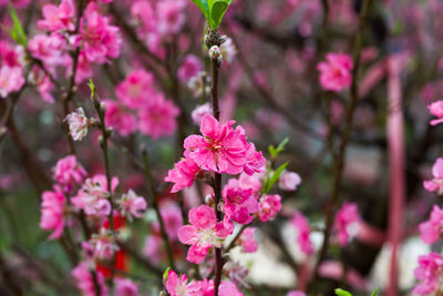 Close-up of pink flowers