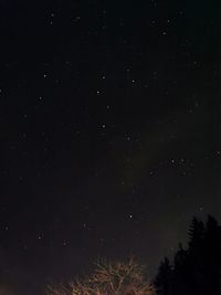 Low angle view of trees against sky at night