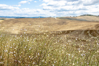 Scenic view of field against sky