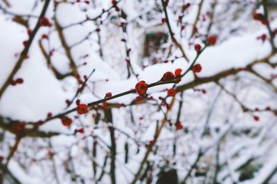 Close-up of berries on tree during winter