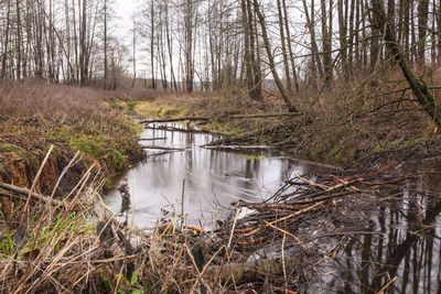 River flowing in forest