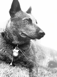 Close-up of a dog looking away