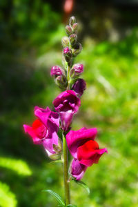 Close-up of pink flowers blooming outdoors