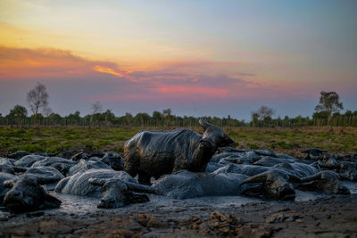 Scenic view of buffaloes relaxing in mud against sky during sunset