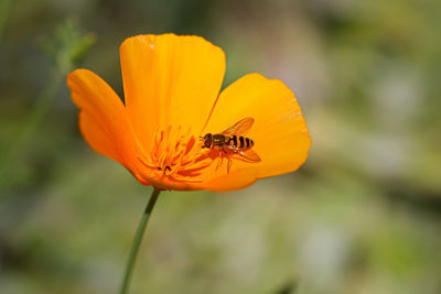 Close-up of insect on flower