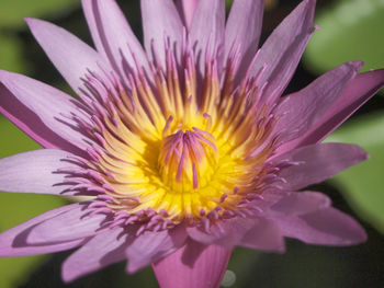 Close-up of purple flower