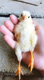 Close-up of hand holding bird