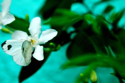 Close-up of white flowering plant