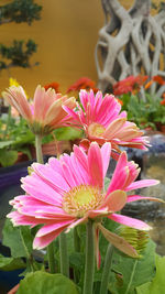 Close-up of pink flowers blooming outdoors