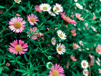 High angle view of pink flowering plant