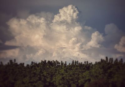 Trees against cloudy sky