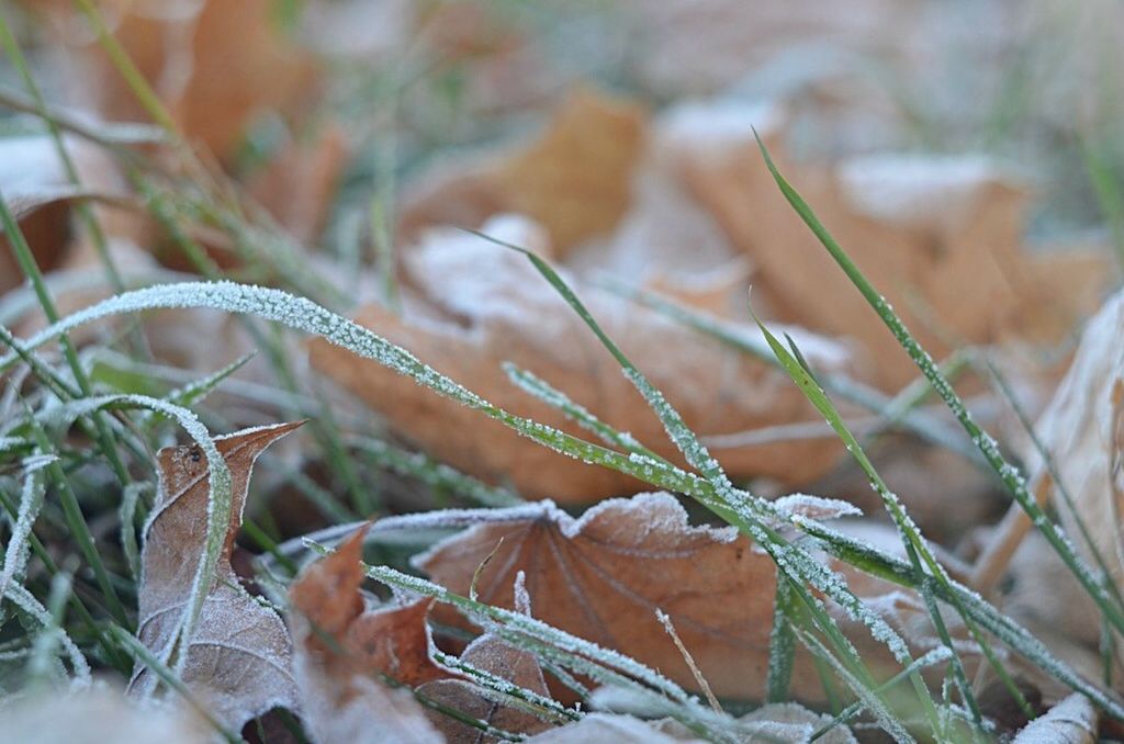 Frosty grass