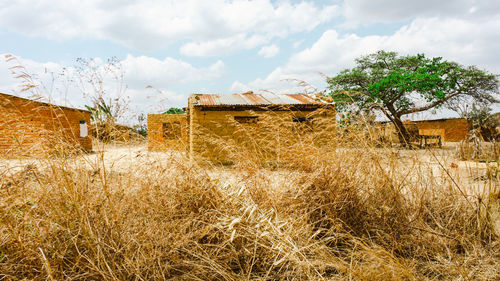 Grass before traditional clay houses in tanzania