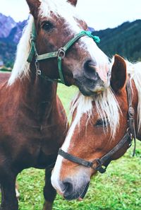 Close up of horses on field