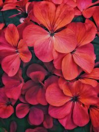 Full frame shot of pink flowering plant