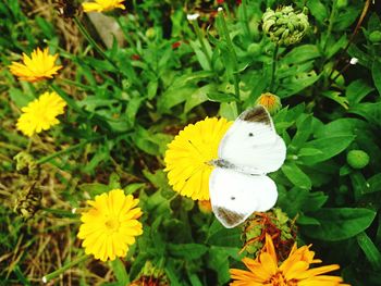 Close-up of butterfly pollinating flower