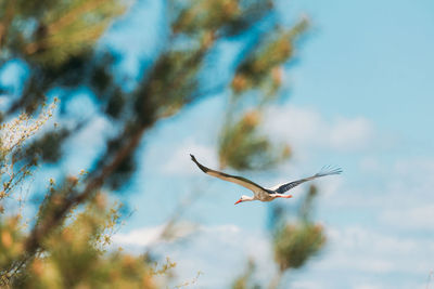 Low angle view of bird flying in sky