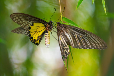 Close-up of butterfly pollinating flower