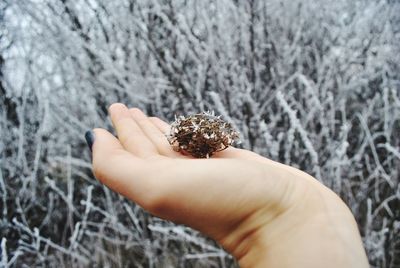 Close-up of hand holding crab