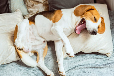 Dog sleeping on bed at home