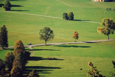 High angle view of trees on field
