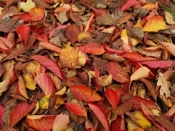 Full frame shot of autumnal leaves