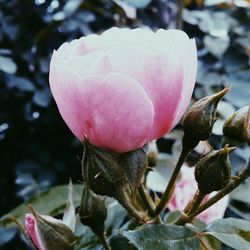 Close-up of pink flowers