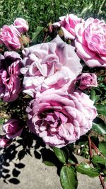 Close-up of pink rose