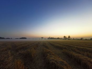 Scenic view of agricultural field against clear sky during sunset