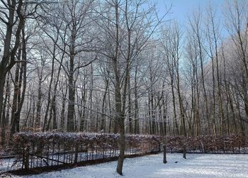 Bare trees on snow covered landscape