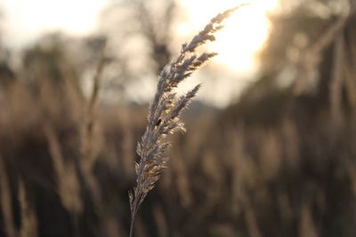 Close-up of stalks in field