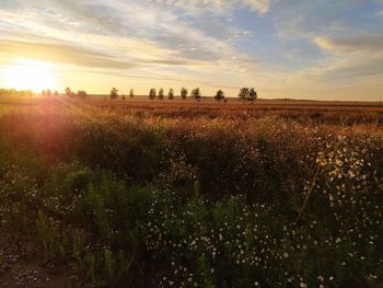 Scenic view of field against sky during sunset