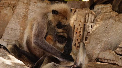 Close-up of monkey feeding infant