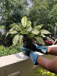 Person holding plant in yard