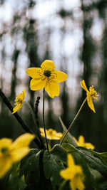 Close-up of yellow flowering plant