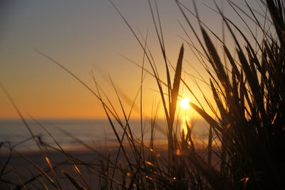 Close-up of grass against sea during sunset