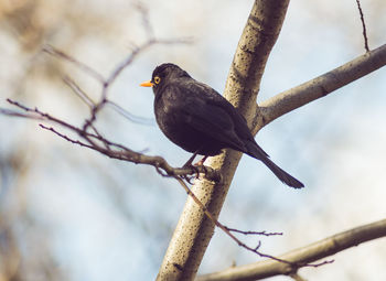 Bird perching on tree trunk