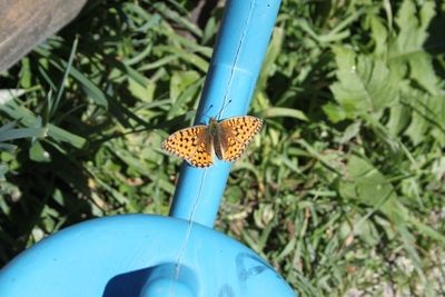 Close-up of butterfly on plant in field