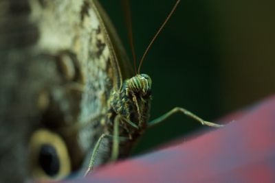 Close-up of butterfly 