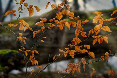 Close-up of autumnal leaves against blurred background